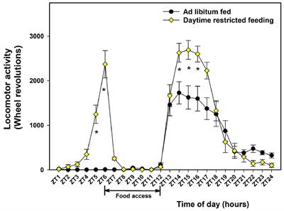 Daytime Restricted Feeding Affects Day–Night Variations in Mouse Cerebellar Proteome